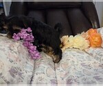 Small Photo #31 Yorkshire Terrier Puppy For Sale in RHOADESVILLE, VA, USA