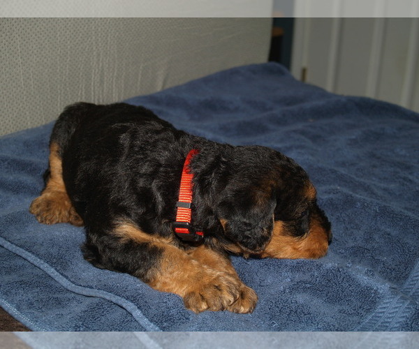 Medium Photo #5 Airedale Terrier Puppy For Sale in CHARLESTOWN, IN, USA