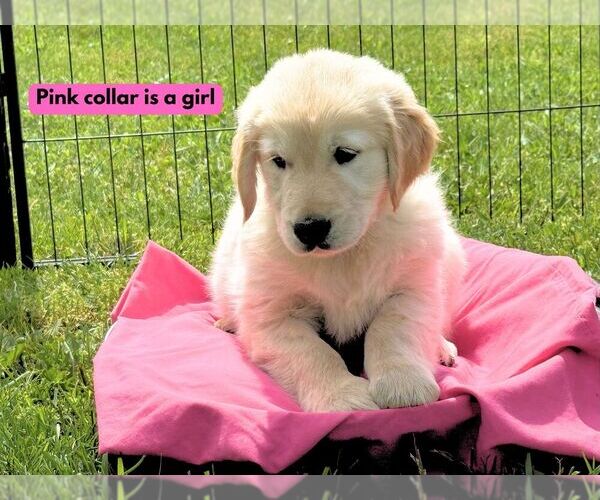 Medium Photo #2 Golden Retriever Puppy For Sale in NORTH LIBERTY, IN, USA