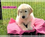 Puppy Pink Golden Retriever