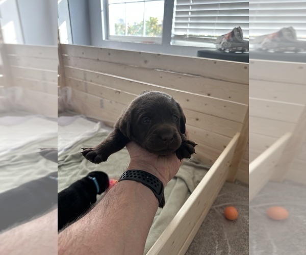 Medium Photo #3 Labrador Retriever Puppy For Sale in SAINT AUGUSTINE, FL, USA