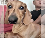 Small #4 Dachshund