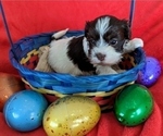 Small #8 Havanese