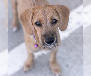 Surf Pup - Choppy - Female Colonial Cocker Spaniel-Unknown Mix Dog for Adoption - Photo #5