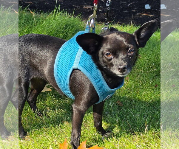 Medium Photo #1 Chihuahua-Unknown Mix Puppy For Sale in Bellevue, WA, USA