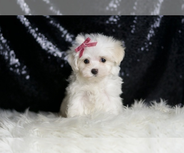 Medium Photo #5 Maltese Puppy For Sale in WARSAW, IN, USA