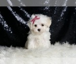 Small #4 Maltese