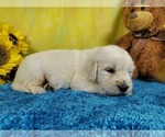Small Photo #4 English Cream Golden Retriever Puppy For Sale in PEYTON, CO, USA