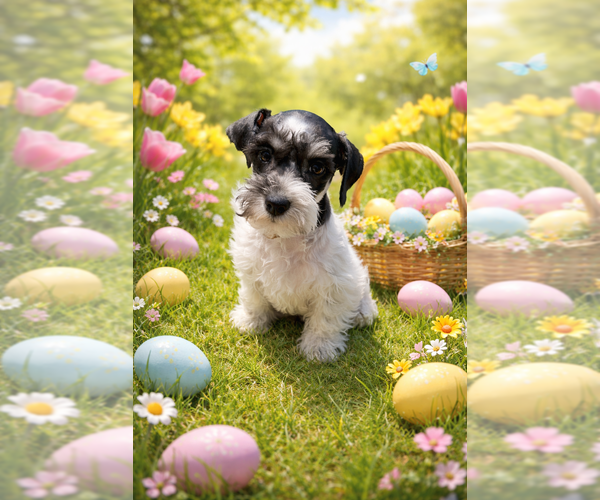 Medium Photo #2 Schnauzer (Miniature) Puppy For Sale in CONVERSE, TX, USA