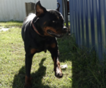 Small #3 Rottweiler