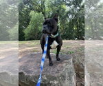 Small Photo #8 Mutt Puppy For Sale in Euless, TX, USA