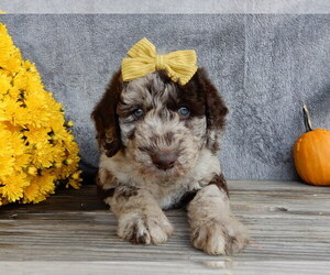 Miniature Labradoodle Puppy for sale in MILLERSBURG, OH, USA
