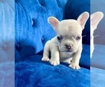 Small #49 French Bulldog