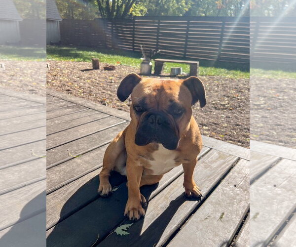 Medium Photo #5 French Bulldog Puppy For Sale in St. Louis Park, MN, USA