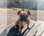 Small #4 French Bulldog