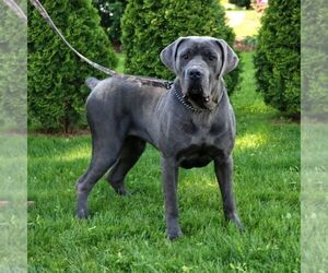 Mother of the Cane Corso puppies born on 09/30/2025