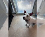 Small #16 American Pit Bull Terrier-American Staffordshire Terrier Mix