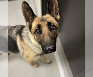 German Shepherd Dog-Unknown Mix Dogs for adoption in Kanab, UT, USA