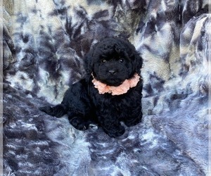 Cavapoo Puppy for sale in CAMPBELLSVILLE, KY, USA