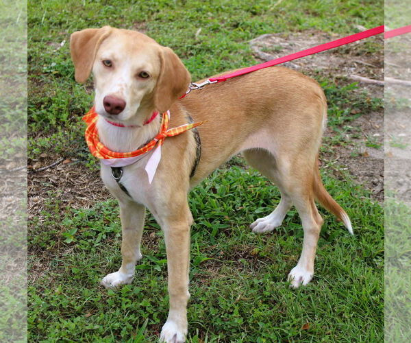 Medium Photo #4 Beagle Puppy For Sale in Dunnellon, FL, USA