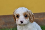 Small Photo #18 Cavapoo Puppy For Sale in PHOENIX, AZ, USA