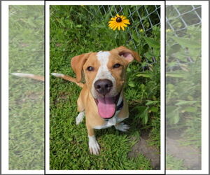Mutt Dogs for adoption in Crystal, MN, USA