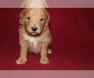 Goldendoodle (Miniature) Puppy for sale in BLMGTN, IN, USA