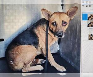 German Shepherd Dog-Unknown Mix Dogs for adoption in San Antonio, TX, USA