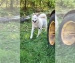 Small Photo #1 Alaskan Malamute Puppy For Sale in CRIVITZ, WI, USA