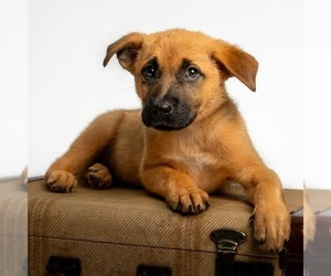 German Shepherd Dog-Unknown Mix Dogs for adoption in Minneapolis, MN, USA