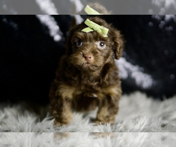 Medium Photo #4 YorkiePoo Puppy For Sale in WARSAW, IN, USA