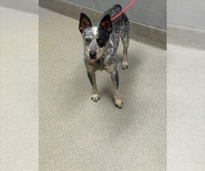 Mutt Dogs for adoption in Las Vegas, NV, USA