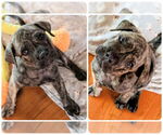 Small #1 Plott Hound Mix