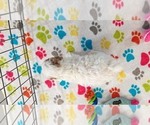 Small #4 Cavapoo (Miniature)-Poodle (Toy) Mix