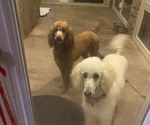 Small Photo #1 Poodle (Standard) Puppy For Sale in MOBILE, AL, USA