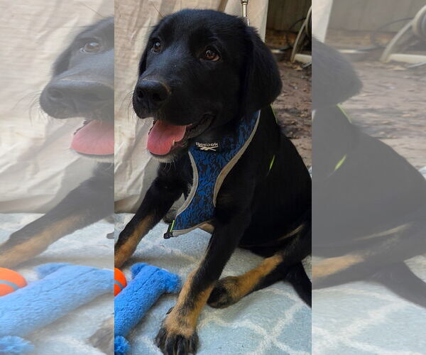 Medium Photo #2 German Shepherd Dog-Unknown Mix Puppy For Sale in Decatur, GA, USA