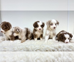 Miniature Australian Shepherd Puppy for sale in RIPLEY, MS, USA