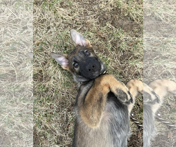 Medium Photo #25 German Shepherd Dog Puppy For Sale in Gretna, NE, USA