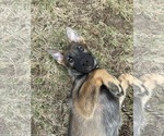 Small #24 German Shepherd Dog