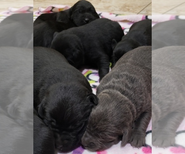 Medium Photo #162 Labrador Retriever Puppy For Sale in OLYMPIA, WA, USA