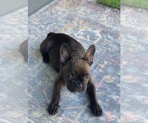 French Bulldog Puppy for sale in ATL, GA, USA