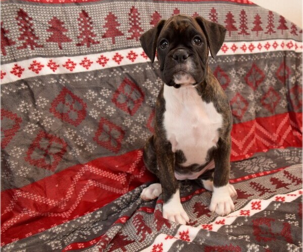 Medium Photo #11 Boxer Puppy For Sale in CHILHOWEE, MO, USA