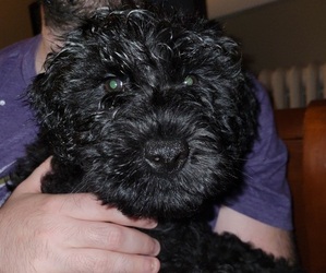 Double Doodle Puppy for sale in PARKVILLE, MD, USA