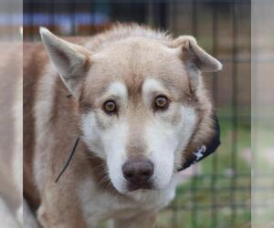 Siberian Husky-Unknown Mix Dogs for adoption in San Antonio, TX, USA