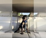 Small #3 Coonhound-Golden Retriever Mix