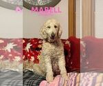 Small Photo #1 Goldendoodle Puppy For Sale in NORTH LIBERTY, IN, USA