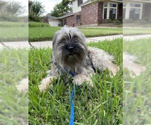 Cairn Terrier Dogs for adoption in Houston, TX, USA