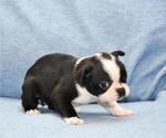 Small Photo #7 Boston Terrier Puppy For Sale in HOMINY, OK, USA