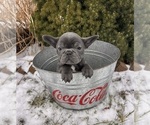 Small #3 French Bulldog