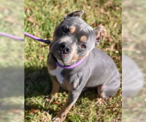 Medium Photo #8 American Pit Bull Terrier-Unknown Mix Puppy For Sale in Glen Allen, VA, USA